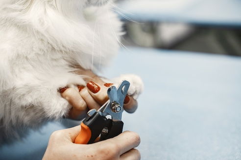 trimming dogs nail with the help of a trimmer by a women